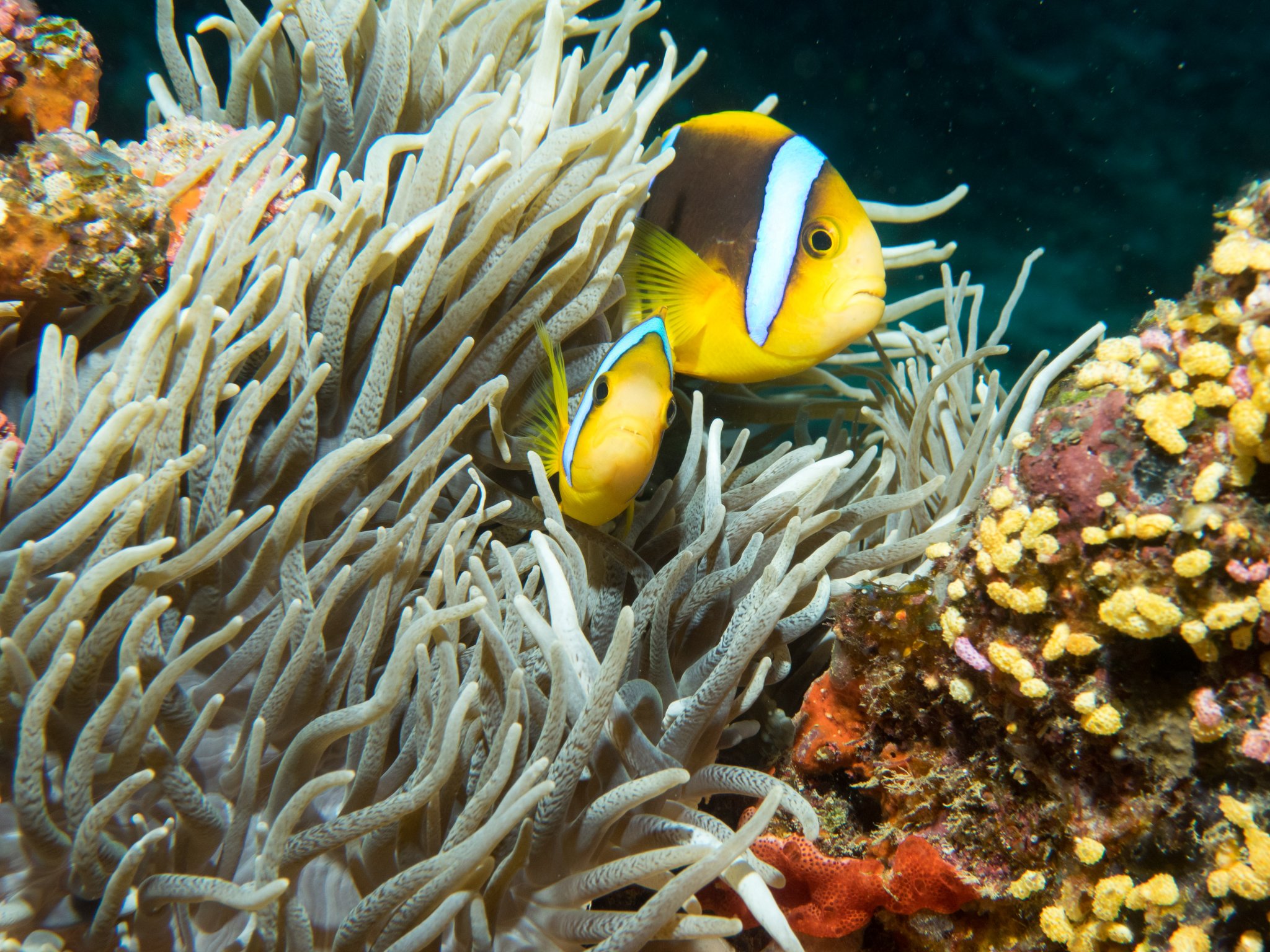 Orangefinned Anemonefish with Magnificent Anemone4.jpg