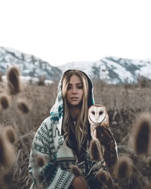 owl.gif