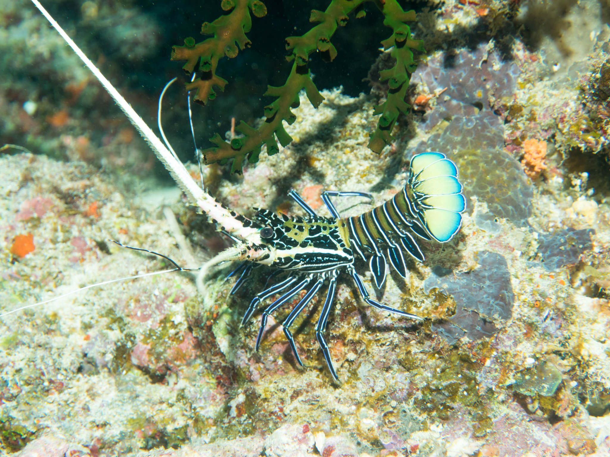 Painted Spiny Lobster3.jpg