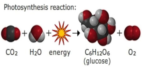 photosynthesis_456.png