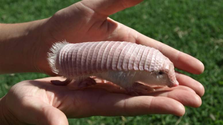 pink-fairy-armadillo-facts.jpg