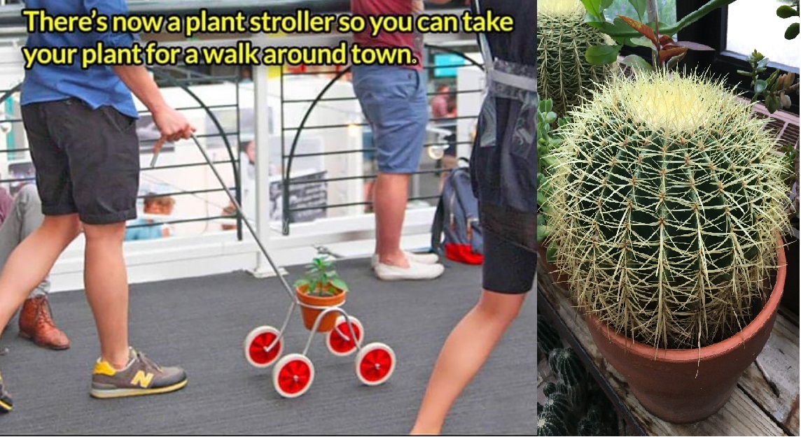 plant stroller cactus.jpg