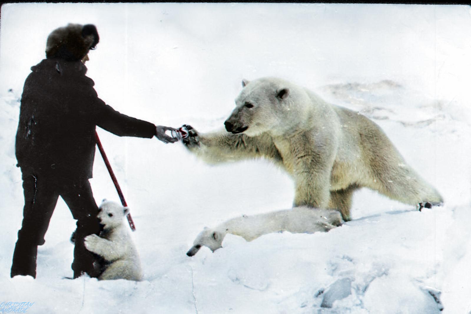 Polar bear 1970s.jpg