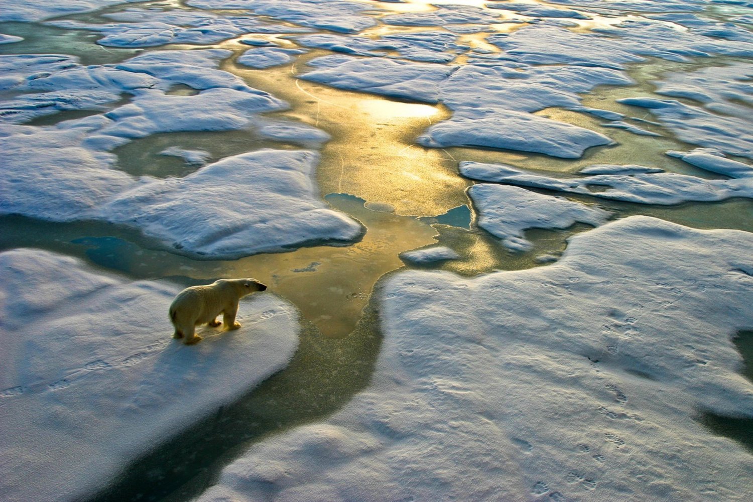 polar bear.jpg