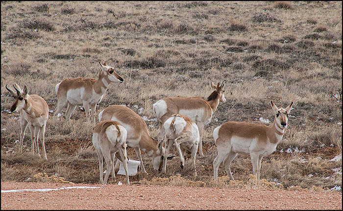 pronghorn_5289.jpg