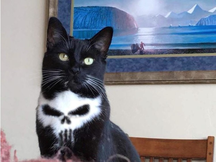 punisher cat.jpg