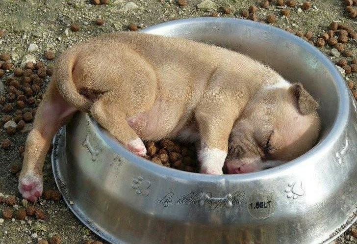 pup-bowl.jpg