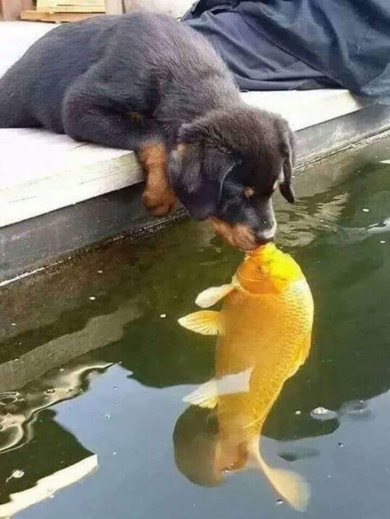 pup fish.jpeg