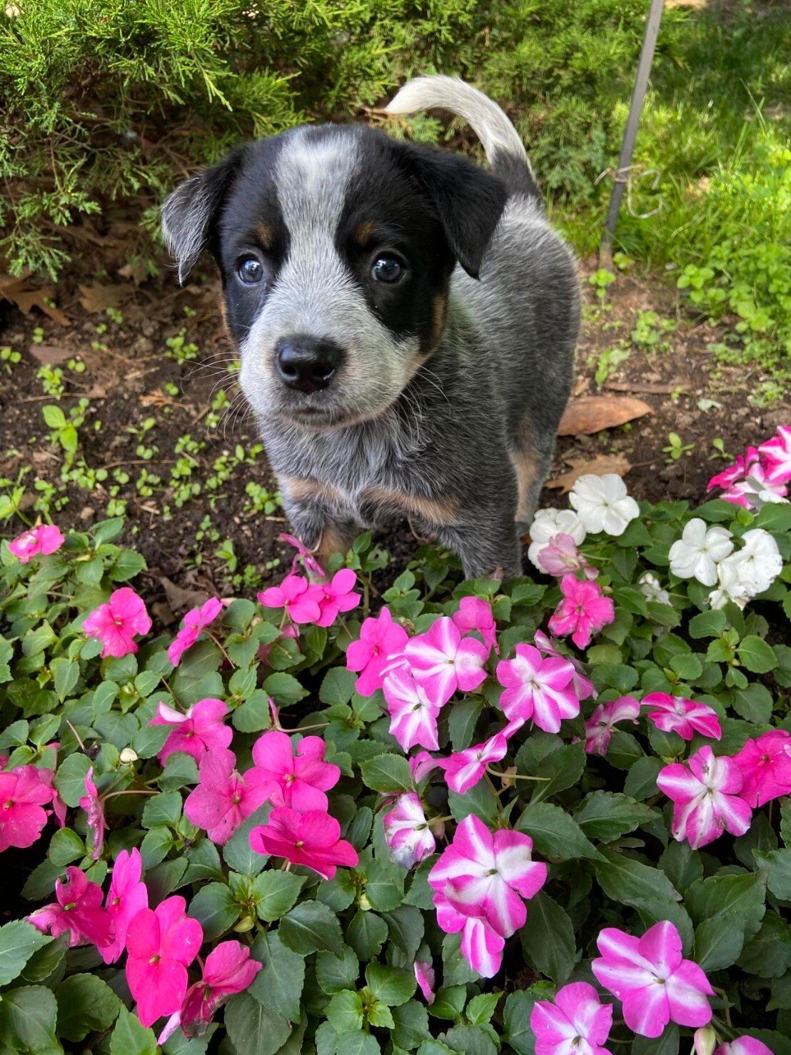 pup flowers.jpeg