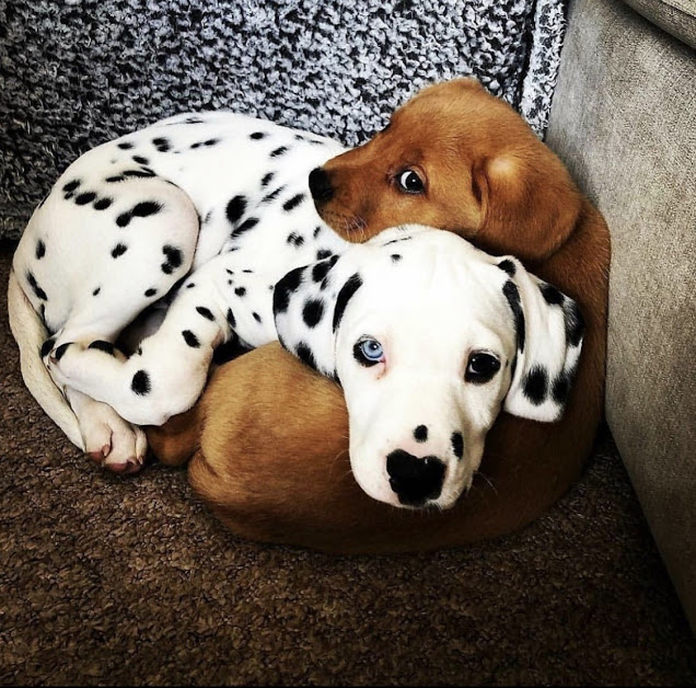 pups hugging.jpeg
