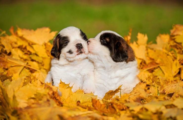 pups leaves.jpg