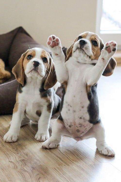 pups stand.jpg