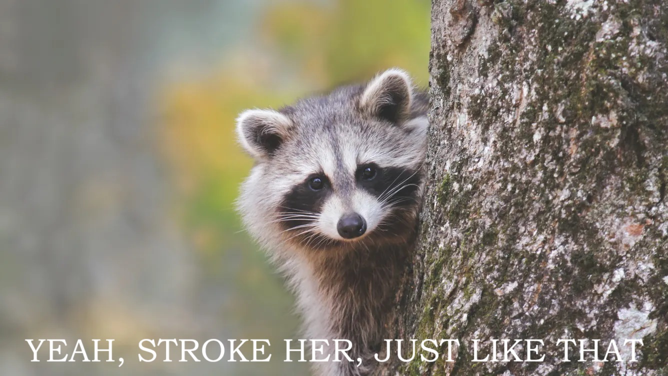 Raccoon.jpg