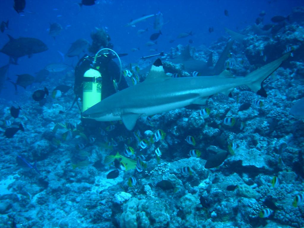 Reef_Shark.JPG