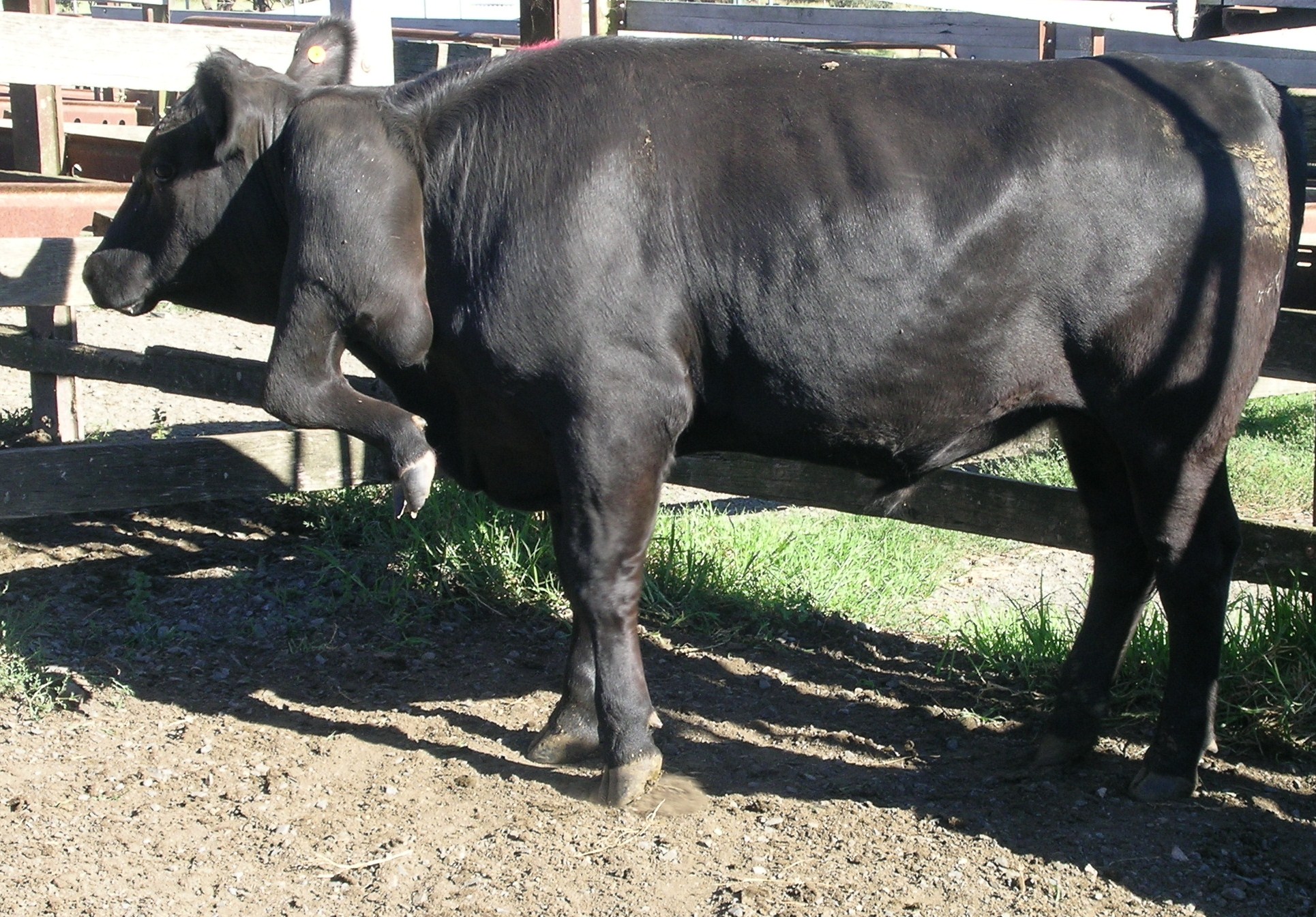 six letted steer.jpg