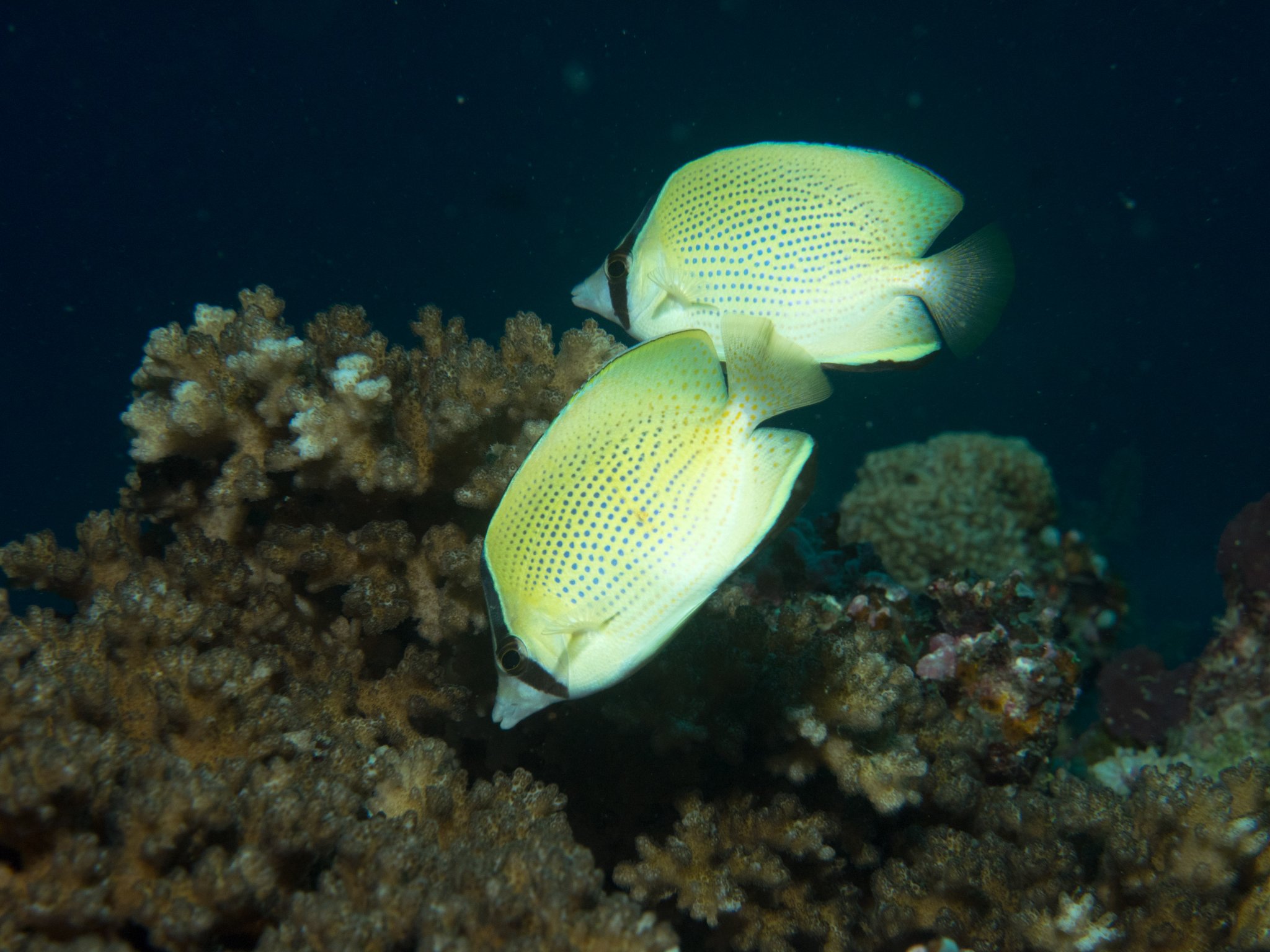 Speckled Butterflyfish2.jpg