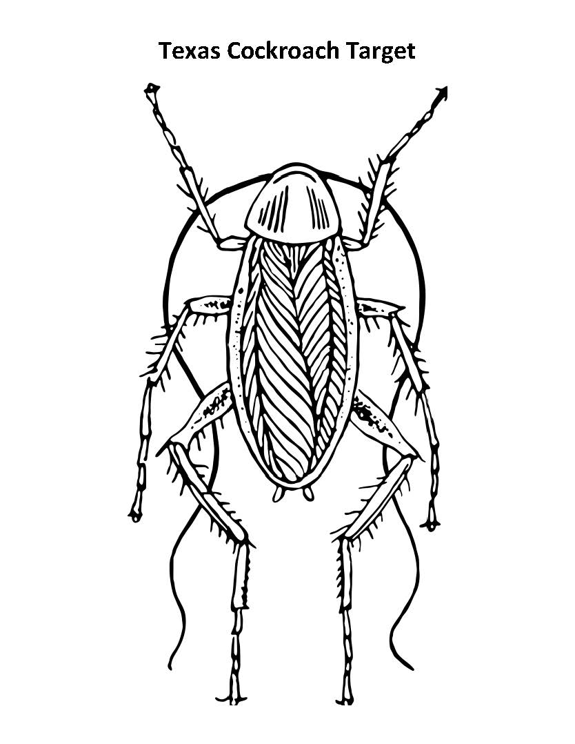 Texas Cockroach Target.jpg