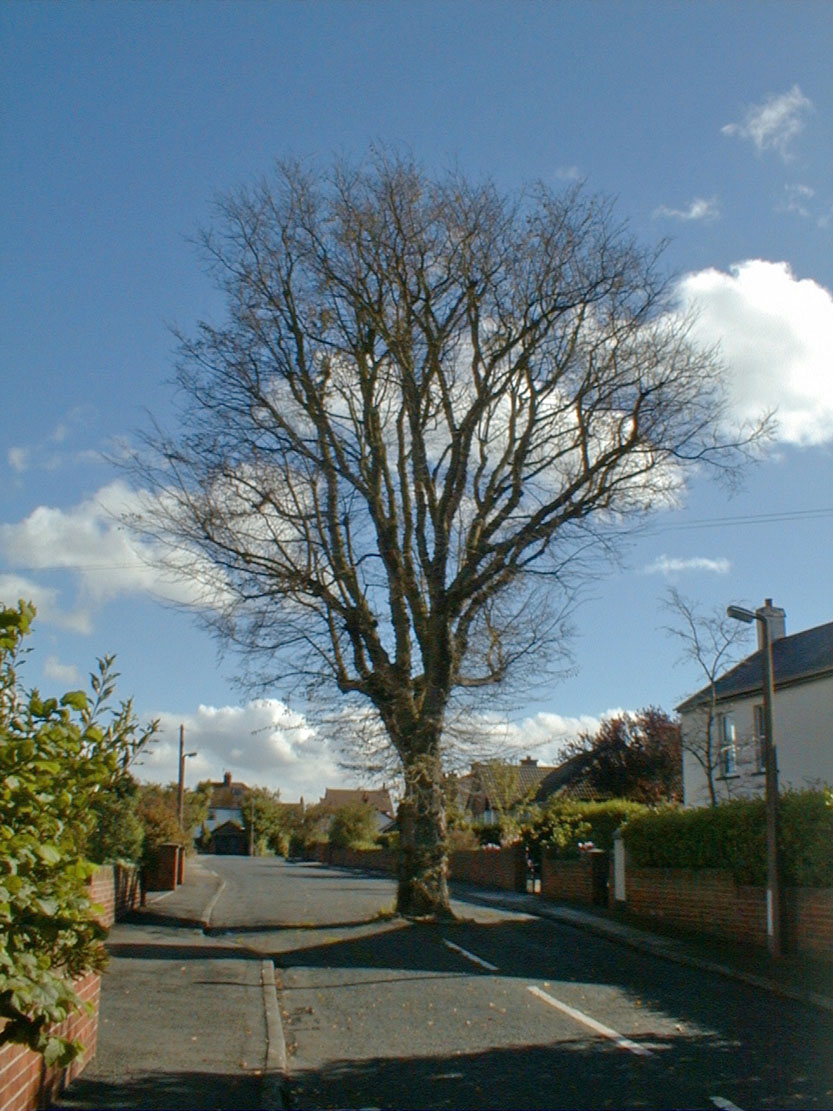 Tree%20in%20road.jpg