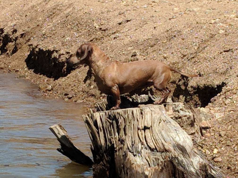 WD at Dworshak fishing for sticks in the water.JPG