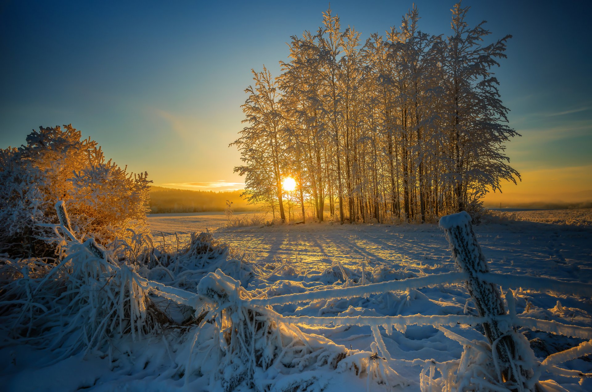 winter-snow-morning-rickety-fence-tree-sun-sunrise.jpg