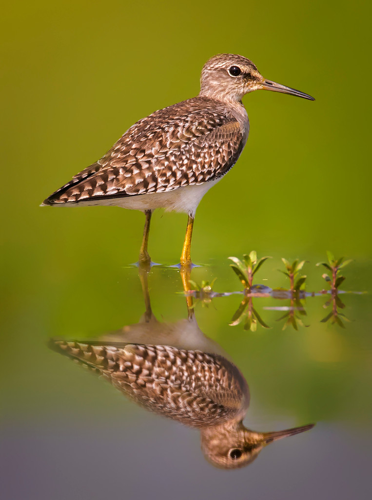 Wood-Sandpiper-Safari-Park.jpg