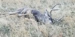 mule buck 625 yards 20171027_082623.jpg