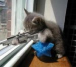 Sniper Kitty- Shooting Star.jpg