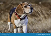 old-beagle-dog-16953148.jpg