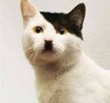 hitler cat.jpg