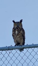 office owl.jpeg