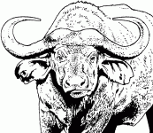 cape-buffalo-drawing-7.gif