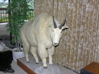 Dahl Ram.jpg