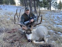 Mule deer 2024.jpeg