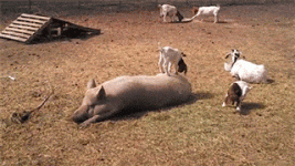 daily_gifdump_4873_20.gif