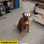 you-missed-the-joke-misses-dog-throwing-things-gif-animation-548679388.gif