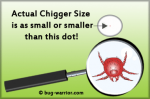 actual-chigger-size.png