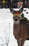 Raindeer-1.jpg