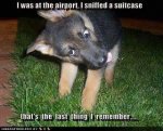 AirportDrugSniffingDog.jpg