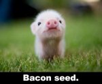 baconseed.jpg