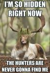 706a466fced72500a58daca194123403--funny-deer-funny-things.jpg