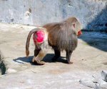 5740325-baboon.jpg