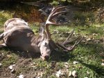 2013 Buck 009.jpg