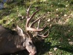 2013 Buck 010.jpg