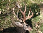 2013 Buck 011.jpg