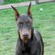 dobervol